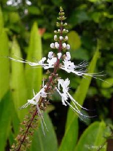 貓須草茶 貓須草茶