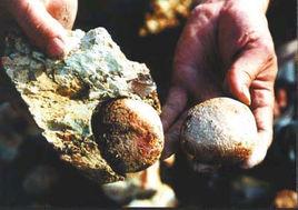 雲南石膽 雲南石膽