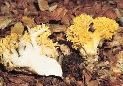 黃枝瑚菌 黃枝瑚菌