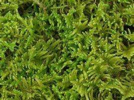 短肋鈍葉水灰蘚 短肋鈍葉水灰蘚