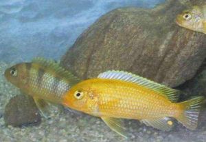 黃槳鰭麗魚 黃槳鰭麗魚