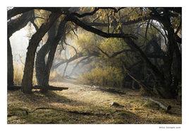 幽暗密林 幽暗密林