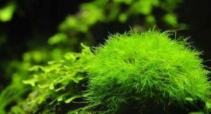 窗格粘球藻 窗格粘球藻