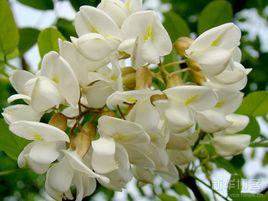 槐鄉的孩子 槐鄉的孩子