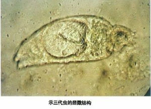 三代蟲科 三代蟲科