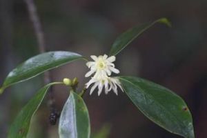 假地楓皮 假地楓皮