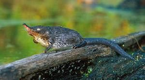 俄羅斯麝香鼠 俄羅斯麝香鼠