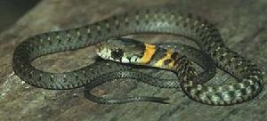 喜山頸槽蛇 喜山頸槽蛇