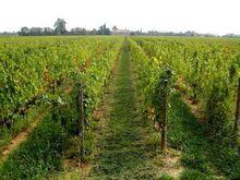 義大利卓林葡萄酒