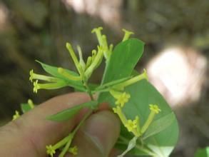 多毛蕘花 多毛蕘花