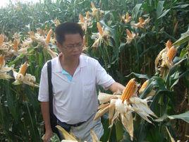 陳文俊[成都農學院特種玉米研究所所長]