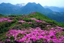 漫山遍野的杜鵑
