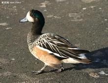 黑白斑胸鴨 黑白斑胸鴨