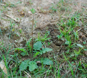 異葉黃鵪菜 異葉黃鵪菜