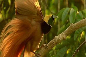 鴉嘴極樂鳥 鴉嘴極樂鳥