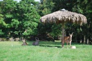 聖多明各動物園 聖多明各動物園