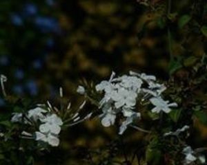 雪花丹(變型) 雪花丹(變型)