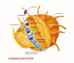 吞噬細胞的吞噬作用