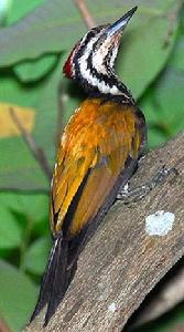 喜山金背三趾啄木鳥