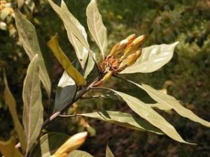 保亭新木姜子 保亭新木姜子