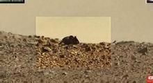 火星老鼠照片