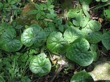 銅錢細辛 銅錢細辛