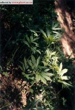 肉穗花序-天南星