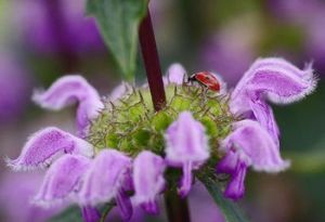口外糙蘇 口外糙蘇
