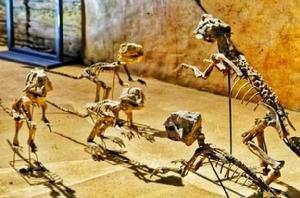 朝陽鳥化石世界地質公園 朝陽鳥化石世界地質公園