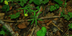 單葉毛茛 單葉毛茛