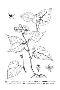 手繪 點葉秋海棠