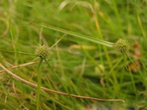 無刺鱗水蜈蚣 無刺鱗水蜈蚣