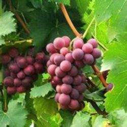 樺葉葡萄 樺葉葡萄