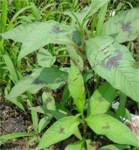 柳葉刺蓼 柳葉刺蓼