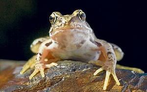 阿聯從青蛙皮膚中提抗生素可殺超級細菌‎。