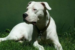 杜高[犬類品種之一]