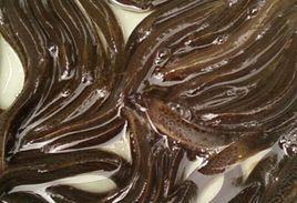 寶坻黃板泥鰍 寶坻黃板泥鰍