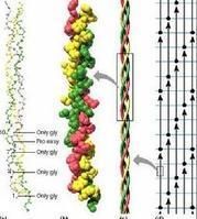 膠原多肽 膠原多肽