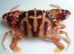 （圖）鼓板龍蟹