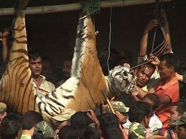 《壯夫縛虎》 《壯夫縛虎》