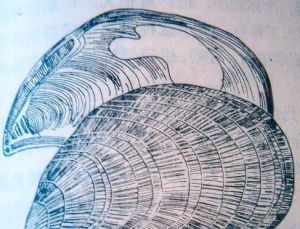 條紋隔貽貝 條紋隔貽貝