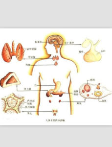 雄性荷爾蒙 雄性荷爾蒙