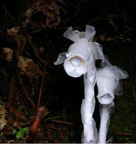 水晶蘭屬 水晶蘭屬