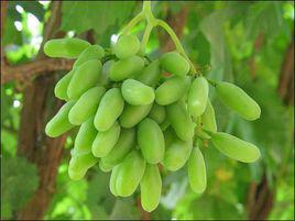 馬奶子葡萄 馬奶子葡萄