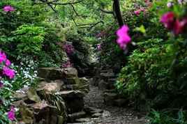 無錫杜鵑園 無錫杜鵑園