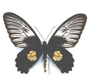 斯氏裳鳳蝶 斯氏裳鳳蝶