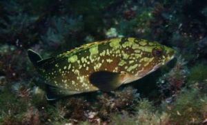 東大西洋石斑魚 東大西洋石斑魚