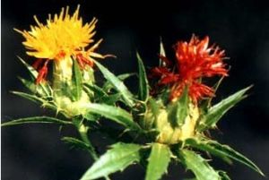 Safflower
