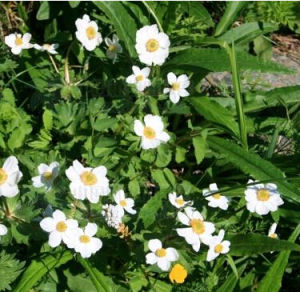 西藏銀蓮花 西藏銀蓮花