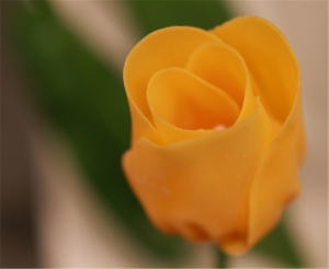 朱古力開心樂園